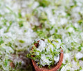 Lime Salt